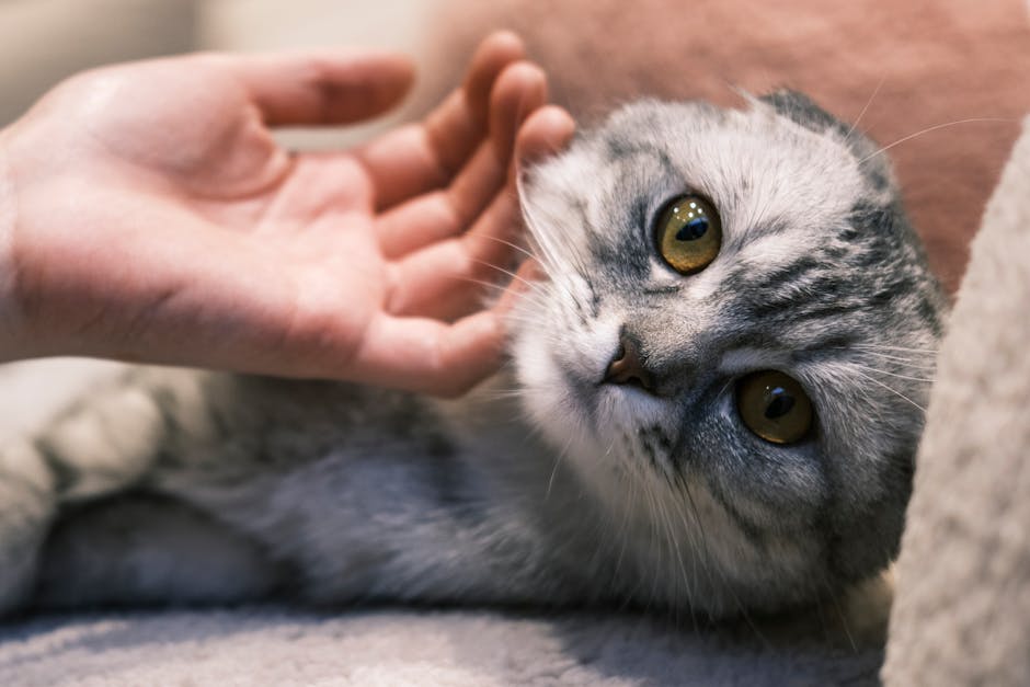 Best Cat Food for Cats with Sensitive Stomachs