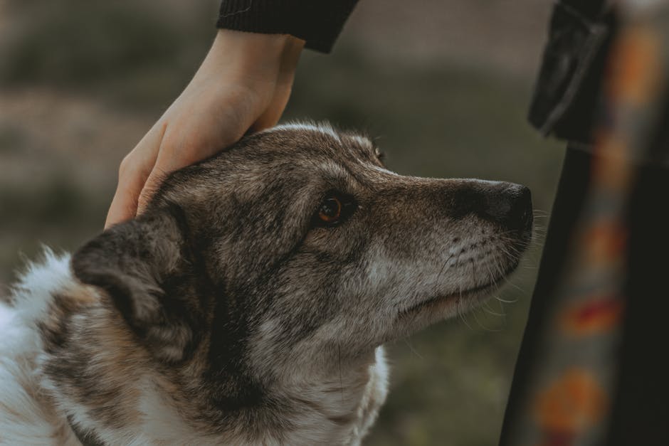 What Physical Characteristics Should You Look For?