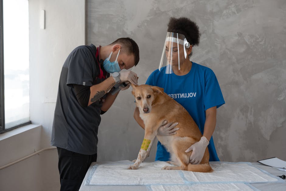 What Conditions Can Laser Therapy Treat in Dogs?