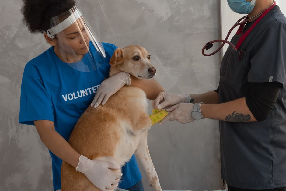 Annual Dog Bloodwork What Tests to Request and Why