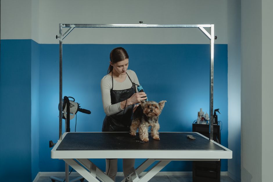Step 1: What Equipment Do You Need for Home Agility Training?
