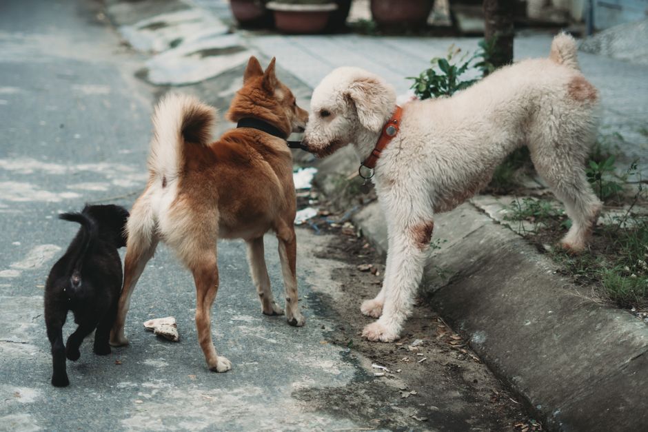 Why Use Dog Cologne and Deodorizing Sprays?