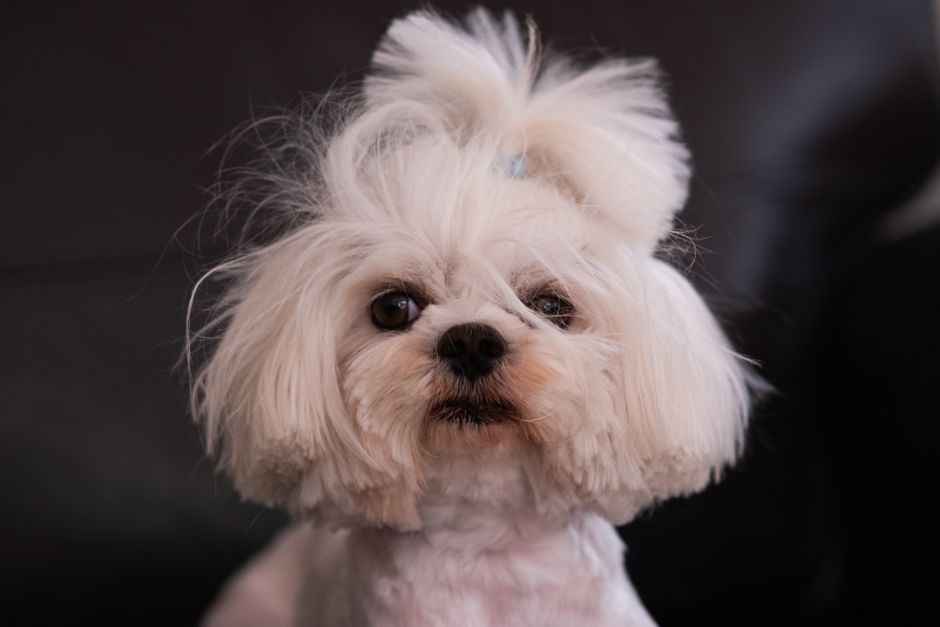 What Makes the Maltese Breed So Special?