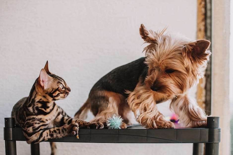 Why Should You Consider Supplements for Your Catās Joints, Kidneys, and Coat?