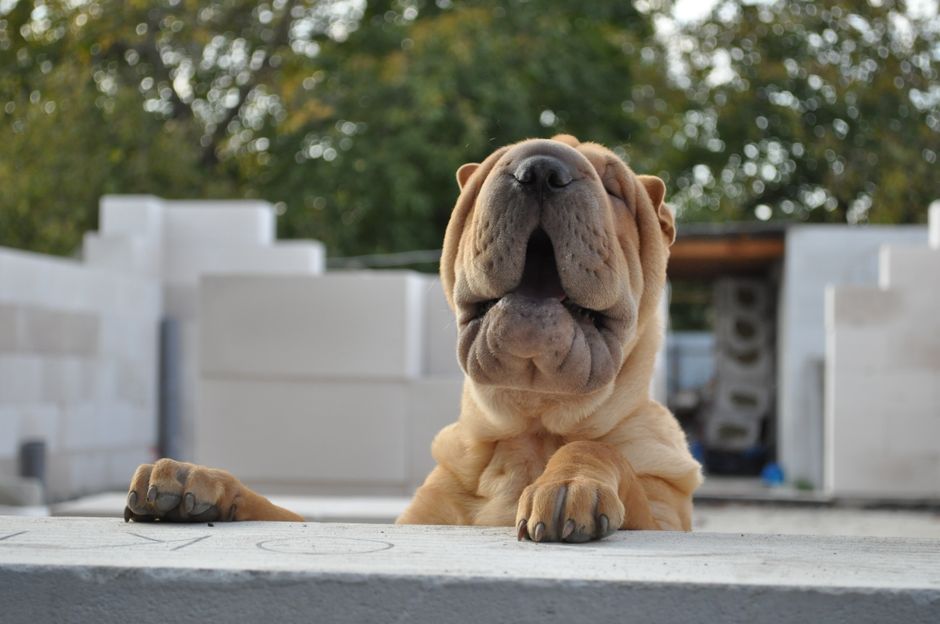 What are unique dog names starting with D, E, and F?