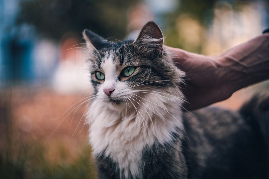 Best Cat Food for Senior Cats Joint and Kidney Health