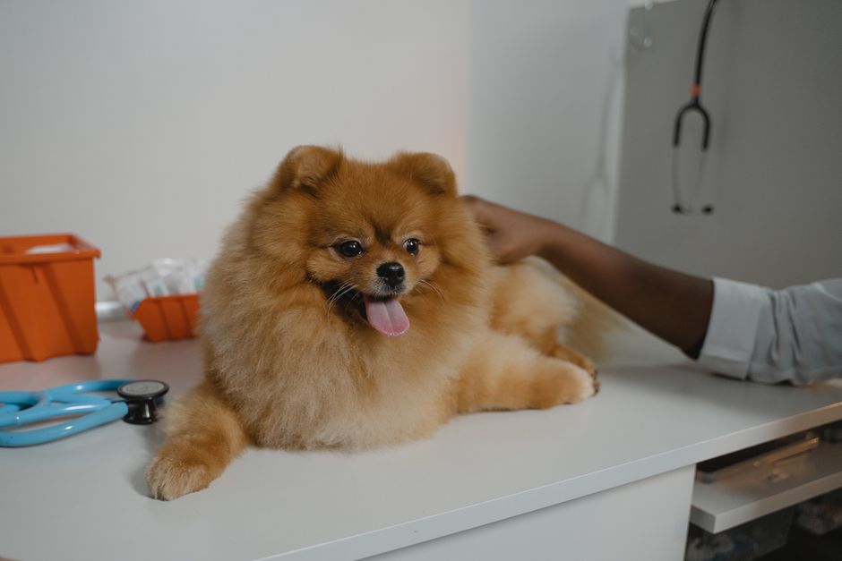 Pet Insurance for Cats vs Dogs Cost Differences