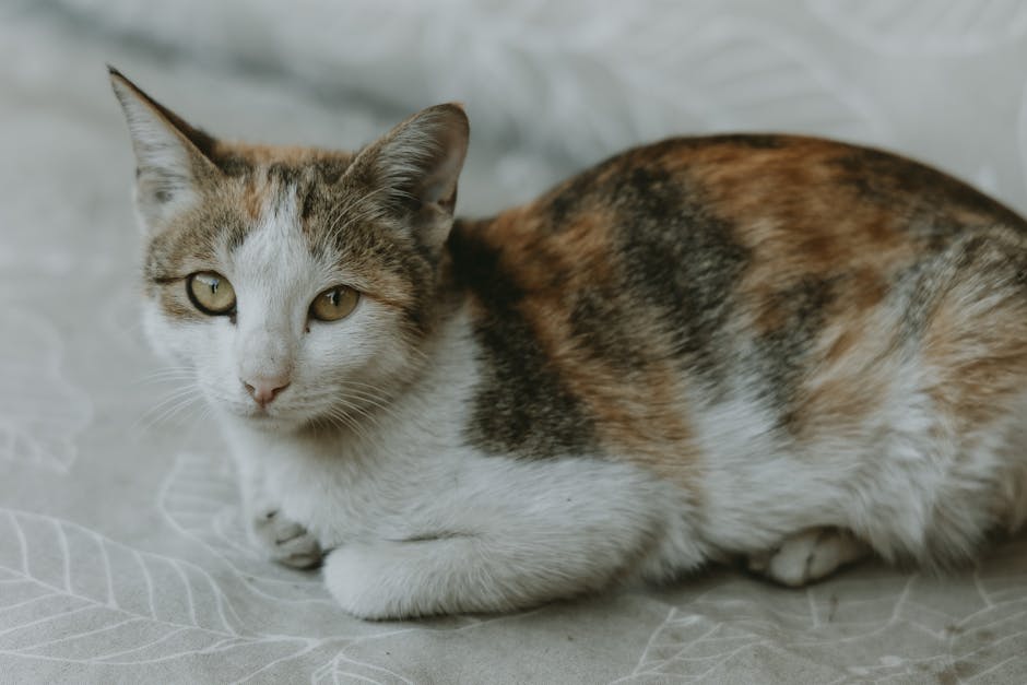 Abyssinian Cat Breed Guide Active and Playful Personality
