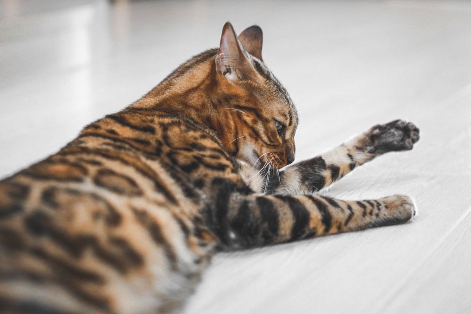 Why Does My Cat Bring Me Dead Animals Explained