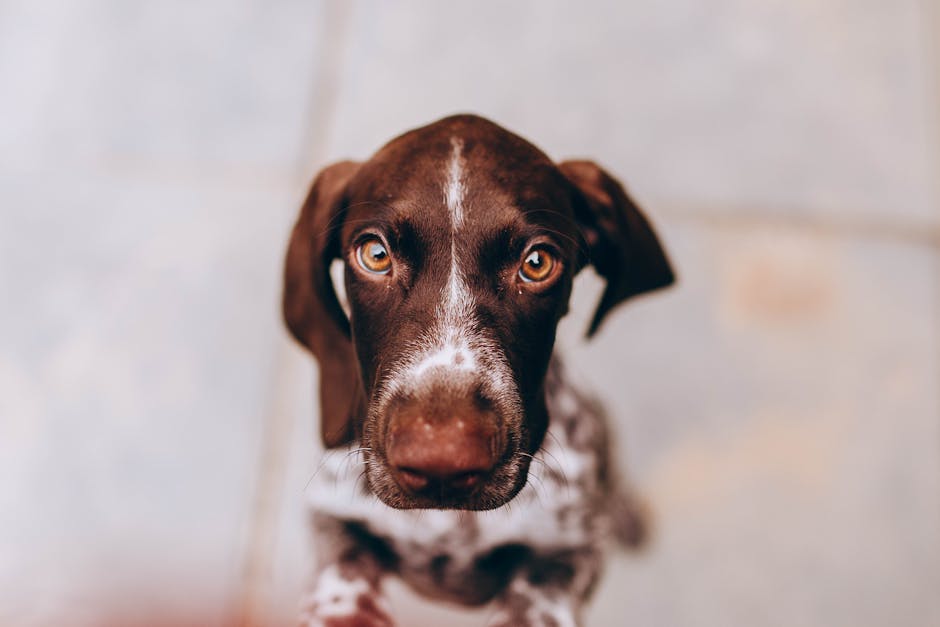 Beagle Breed Profile Personality Exercise and Feeding Needs