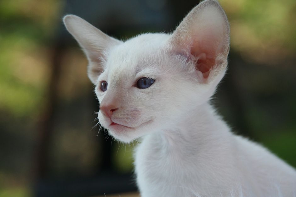 Devon Rex Cat Breed Unique Appearance and Personality
