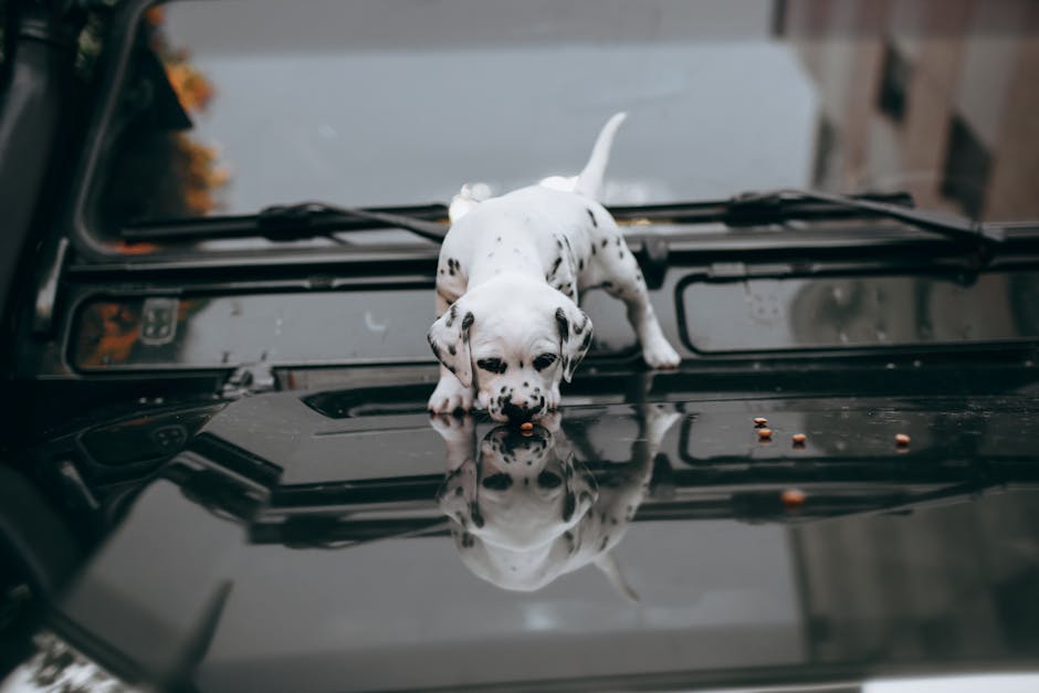 Why is Car Ride Training Important for Your Dog?