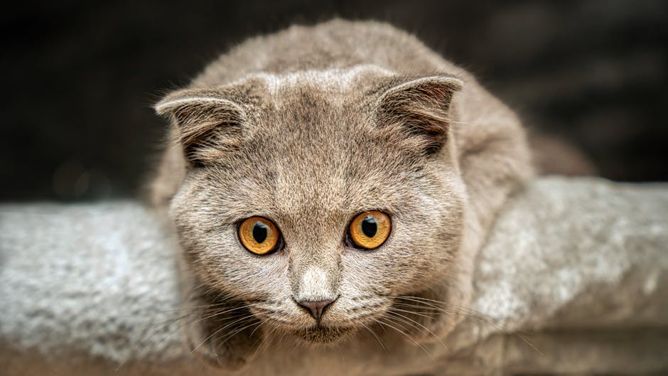 How Do British Shorthair and Russian Blue Compare in Personality?