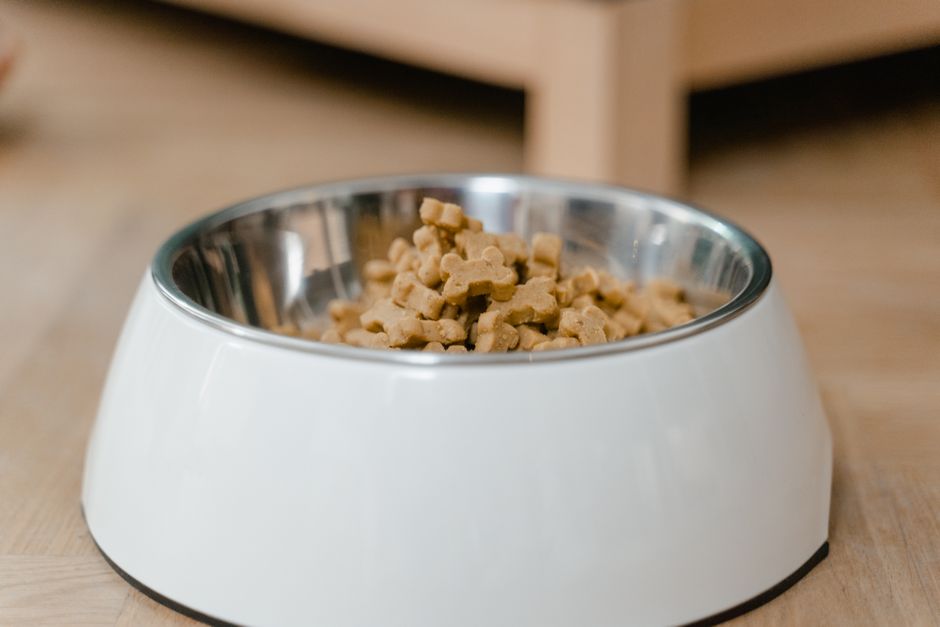How Can Oatmeal Help Itchy Skin in Dogs?