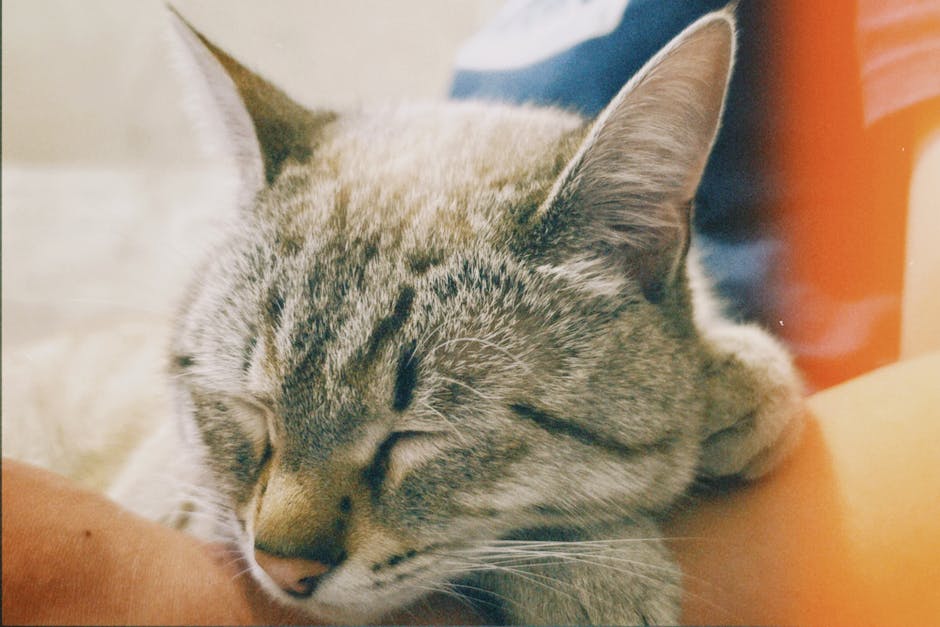 Cat Sleeping Positions and What They Mean About Trust