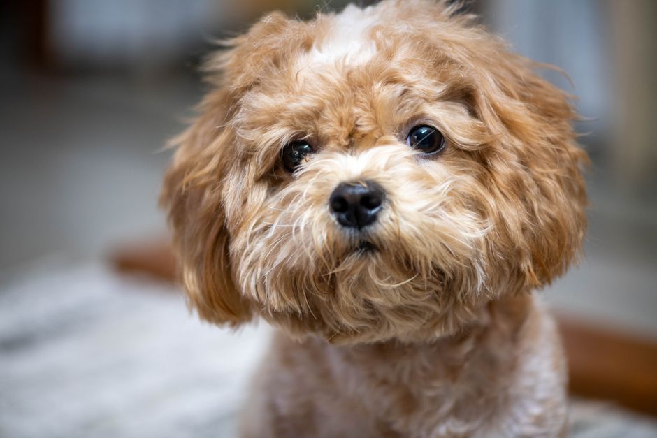 Poodle Breed Guide Standard Miniature and Toy Varieties