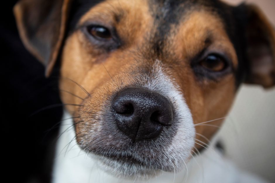 Kelp and Seaweed Supplements for Dogs Benefits Explained