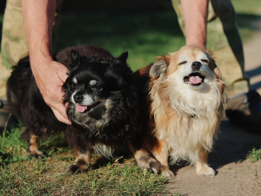 Kennel Cough in Dogs Symptoms Treatment and Recovery Time