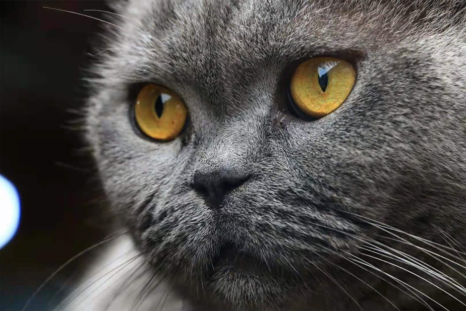 Exotic Shorthair Cat Flat-Face Breed Complete Guide