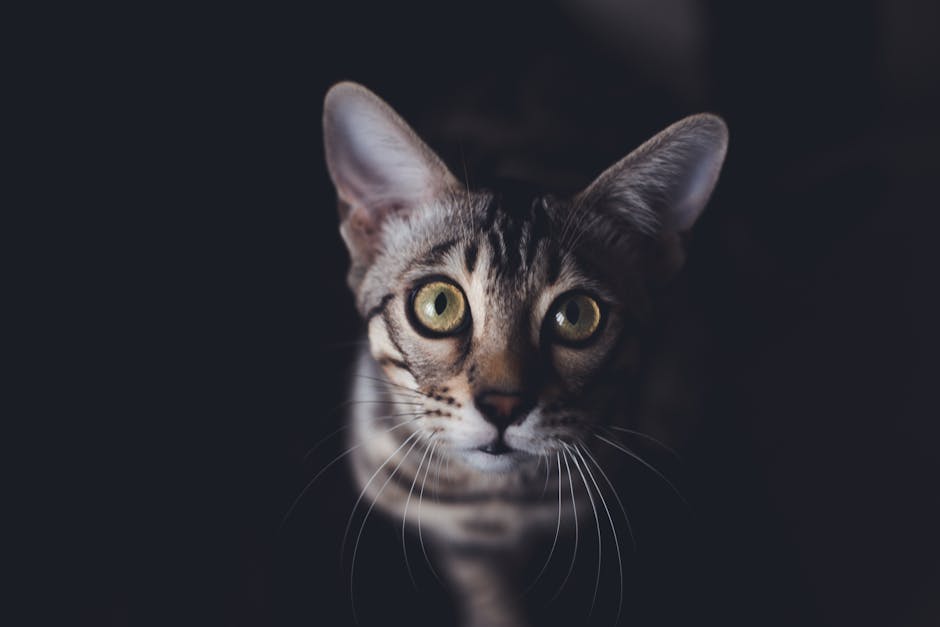 Best Raw Cat Food Brands and Safety Guidelines