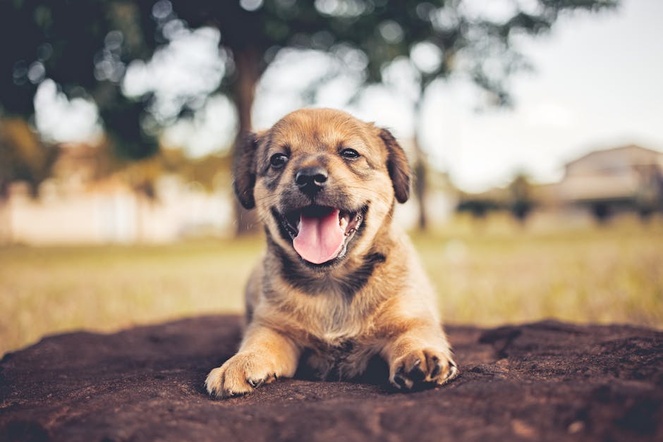 How to Teach Your Dog Basic Commands Sit Stay Come