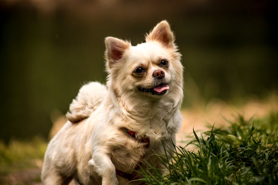 White Dog Names Perfect Picks for Light Colored Pups