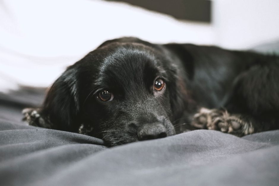 Best Black Dog Names for Dark Coated Breeds
