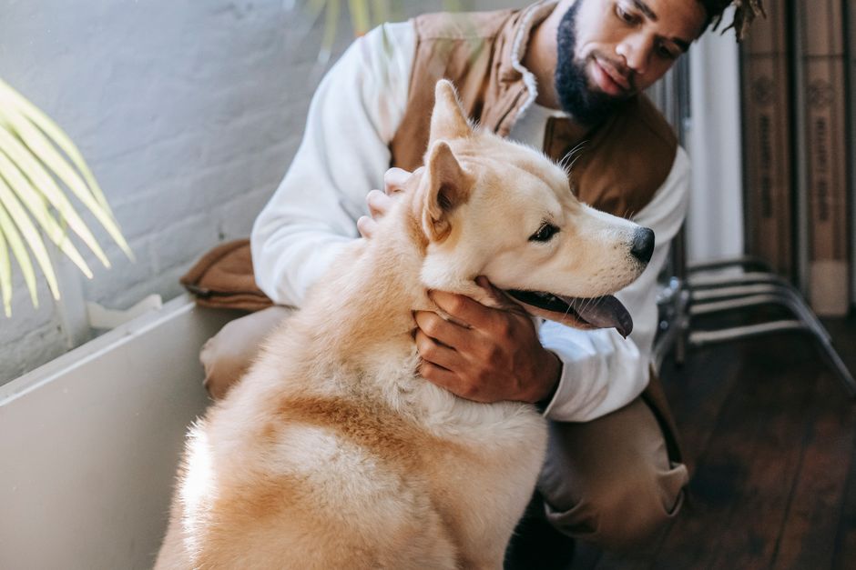 Best High Protein Dog Food for Active and Working Dogs