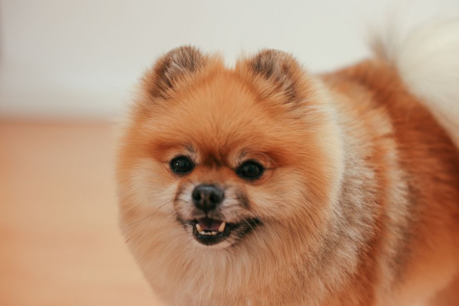 Apple Cider Vinegar for Dogs Benefits and Safe Dosage