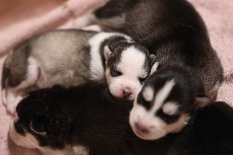 Siberian Husky Complete Owner Guide for First-Time Owners