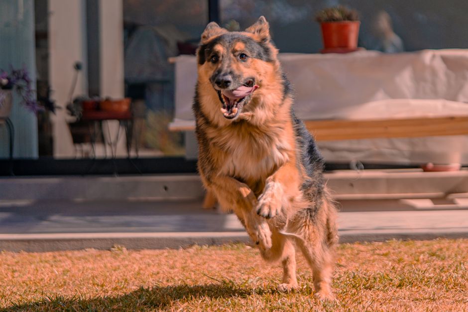 Top German Shepherd Names Strong and Powerful Choices