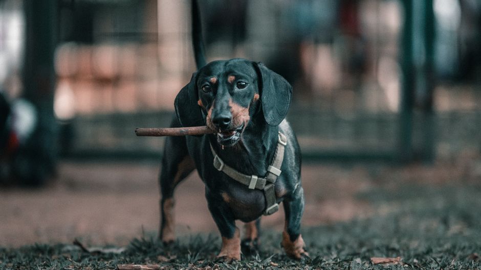 Dachshund Breed Profile Common Health Issues and Prevention