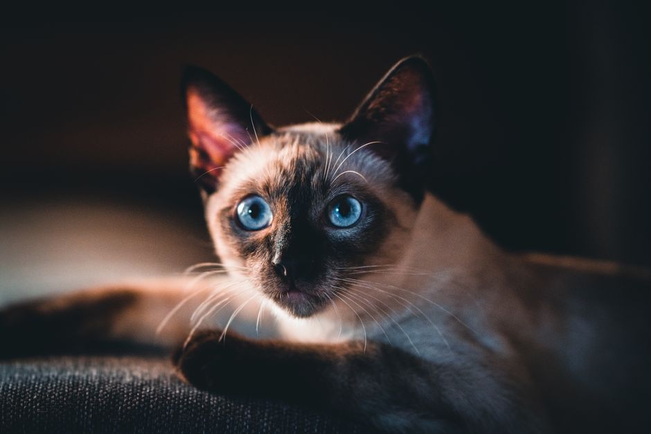 Tonkinese Cat Breed Guide Best of Siamese and Burmese