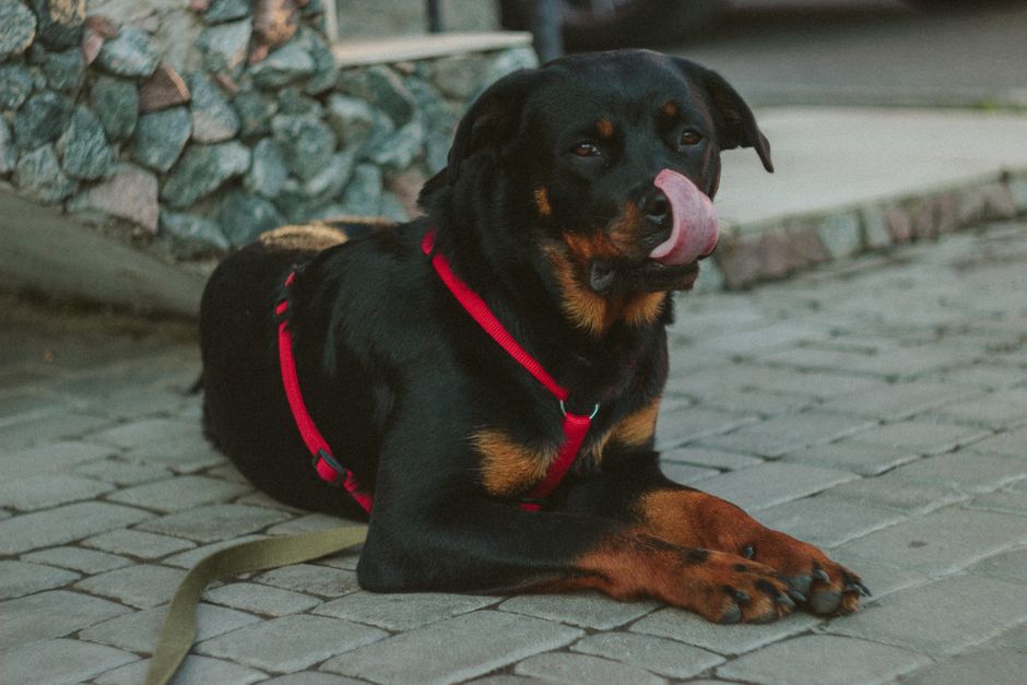 Rottweiler Breed Guide Temperament Training and Myths Debunked