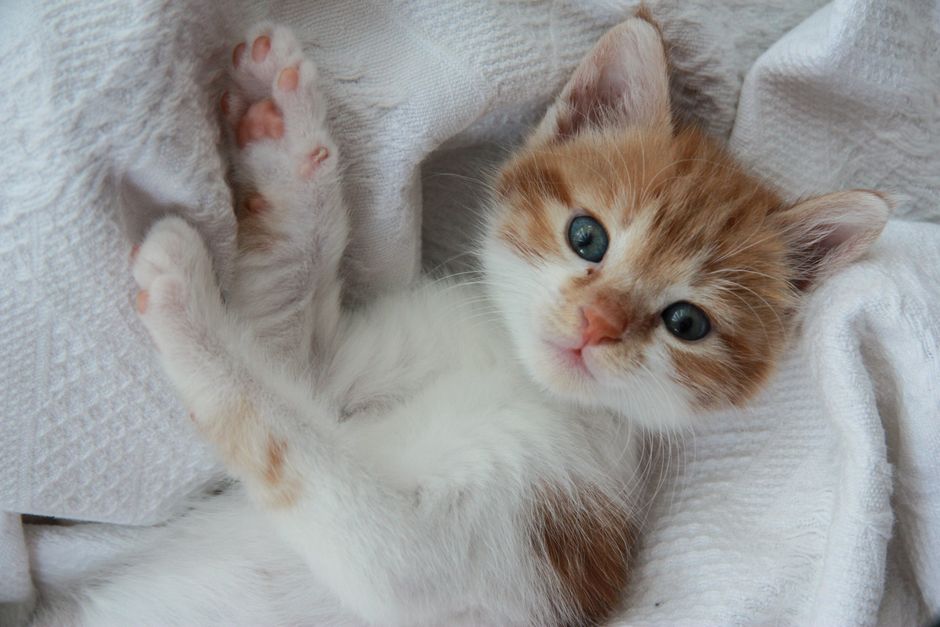 Best Cat Food for Diabetic Cats Low Carb Choices
