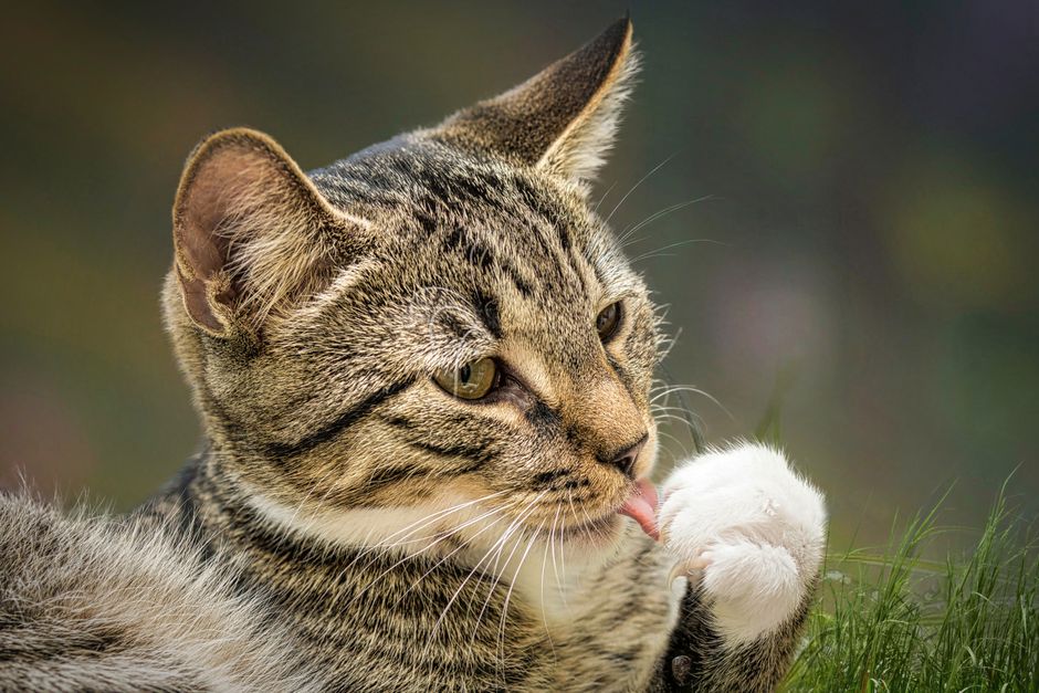 Best Cat Grooming Gloves for Easy Deshedding