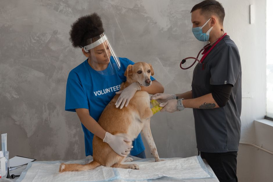 Lemonade Pet Insurance Detailed Review and Analysis