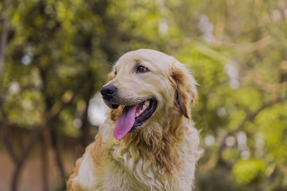 Best Dog Food for Golden Retrievers at Every Life Stage