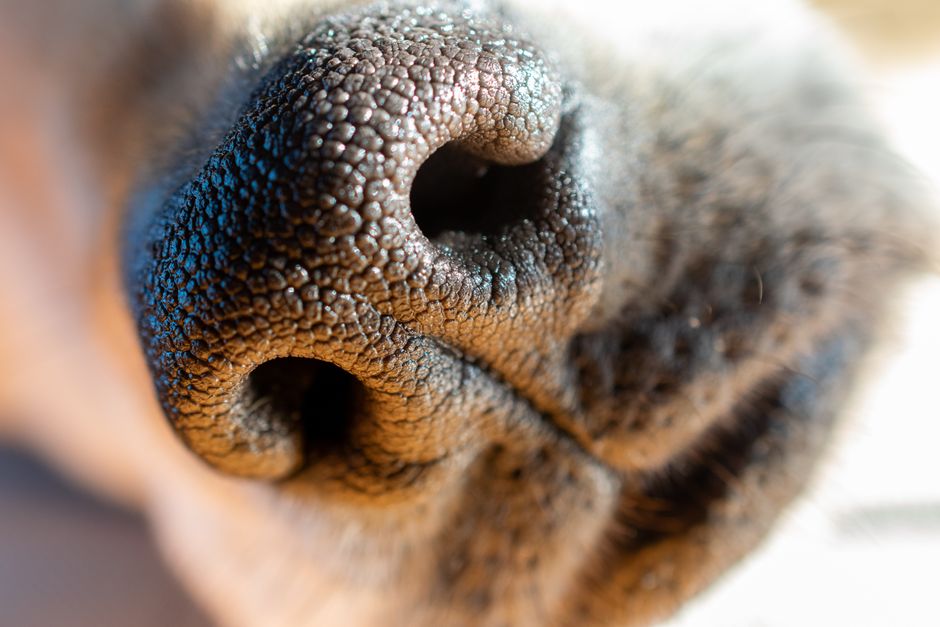 Healthy Paws Pet Insurance Plan Review Coverage Details