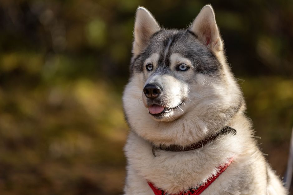 Best Husky Names Inspired by Snow and Winter
