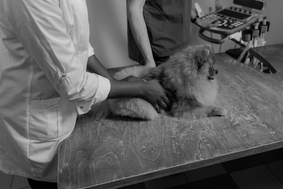 Grooming Tips for Newly Adopted Shelter Dogs