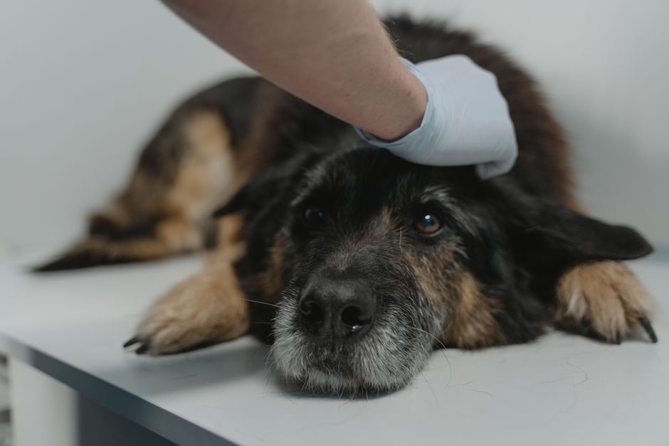Cushing Disease in Dogs Diagnosis and Long-Term Care
