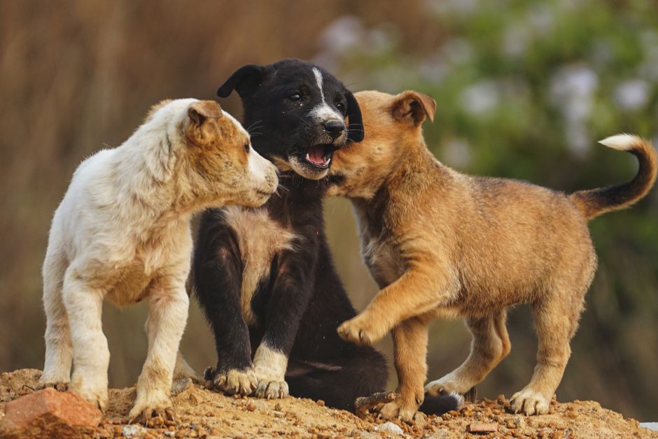 Hypothyroidism in Dogs Symptoms Testing and Treatment