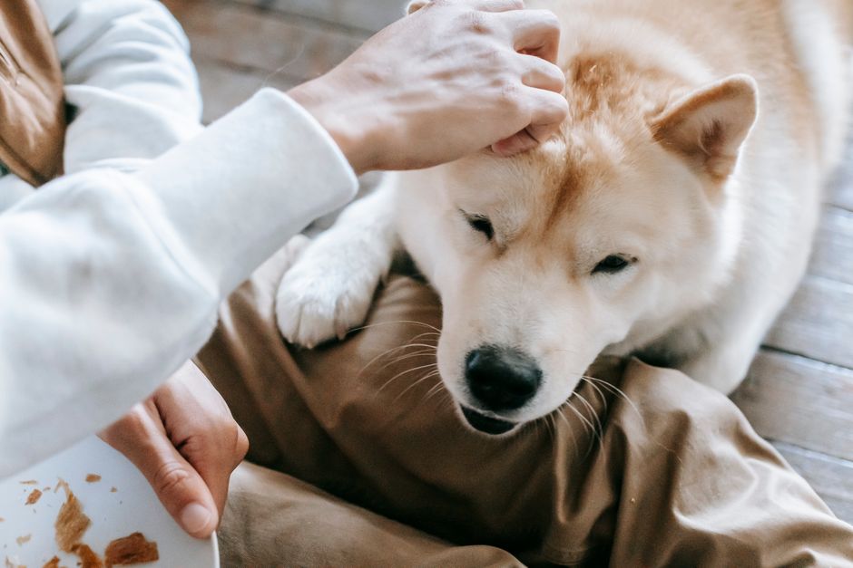 Nationwide Pet Insurance Review Exotic Pet Coverage