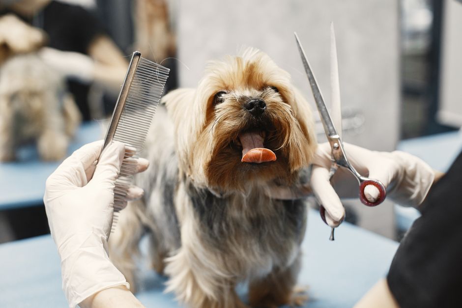 How to Stop Your Dog from Barking Excessively