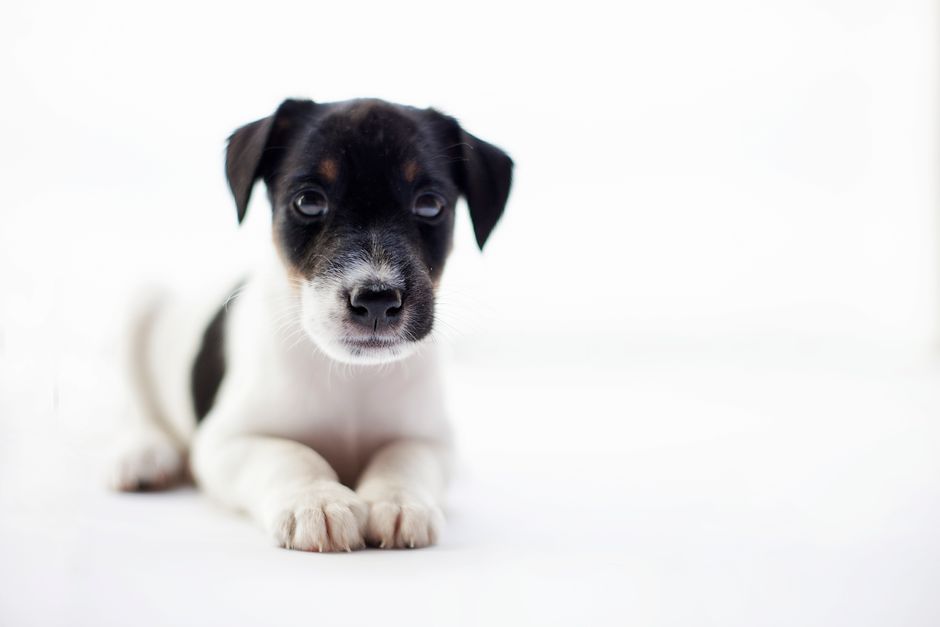 Positive Reinforcement Dog Training Methods Explained