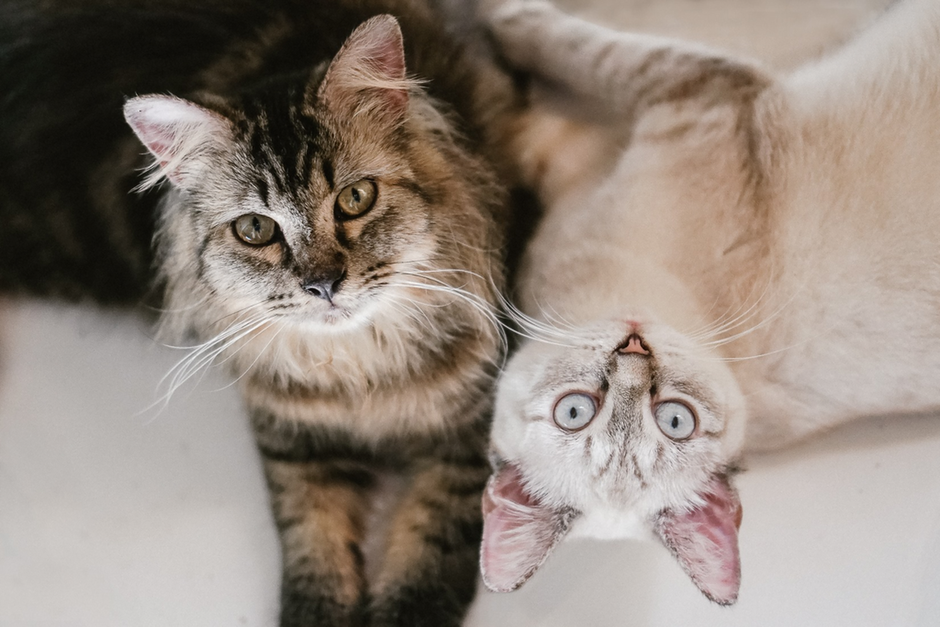 Best Cat Food for Siamese Cats Lean Body Formula