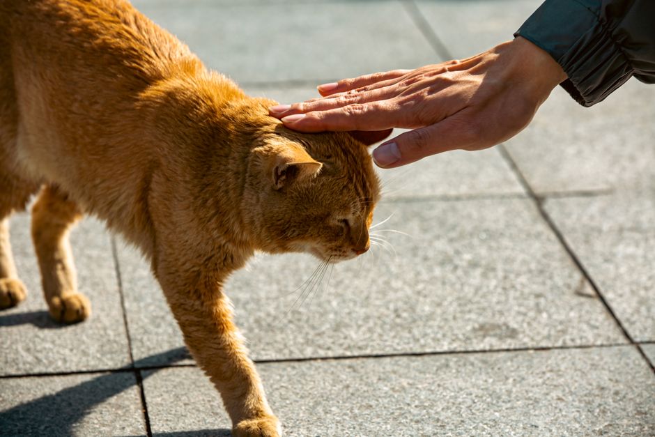 Most Affectionate Cat Breeds That Love to Cuddle