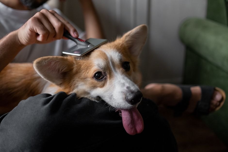 Understanding Pet Prescription Medications Common Drugs