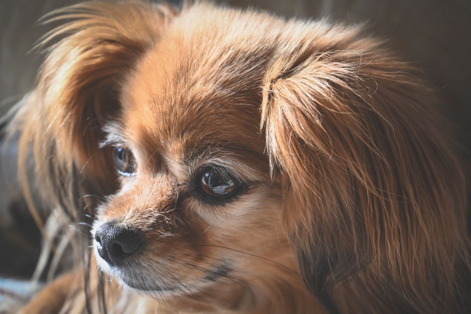 Best Dog Food for Small Breeds Kibble Size and Nutrition
